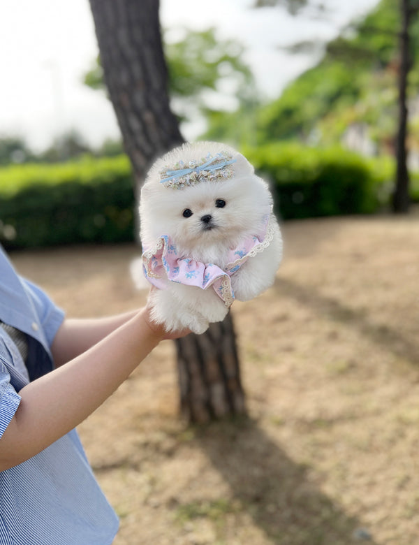 Tea cup Pomeranian-Leo - I LOVE DOG MAIN