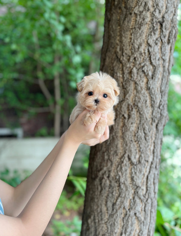 Tea cup Maltipoo-Pico - I LOVE DOG MAIN