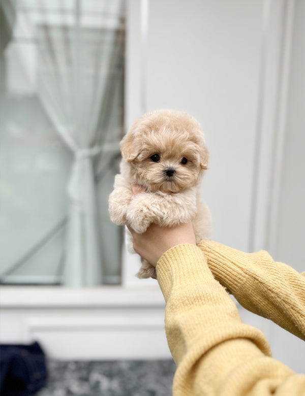 Tea cup Maltipoo- Haribo - I LOVE DOG MAIN