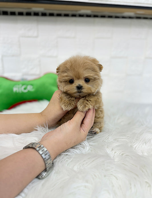 Teacup maltipoo -Rami