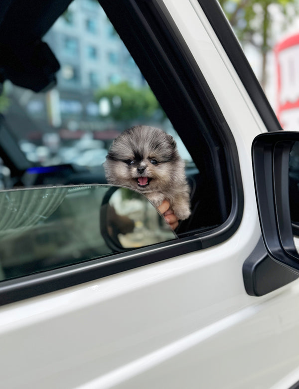 Teacup Bluemul pomeranian- Oreo