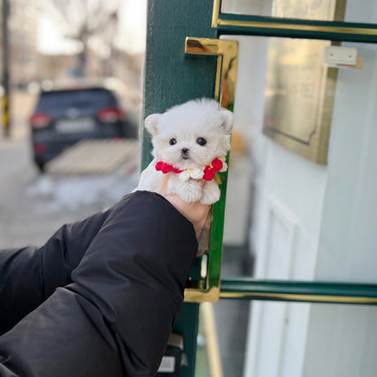 Tea cup Maltese-odin - I LOVE DOG MAIN