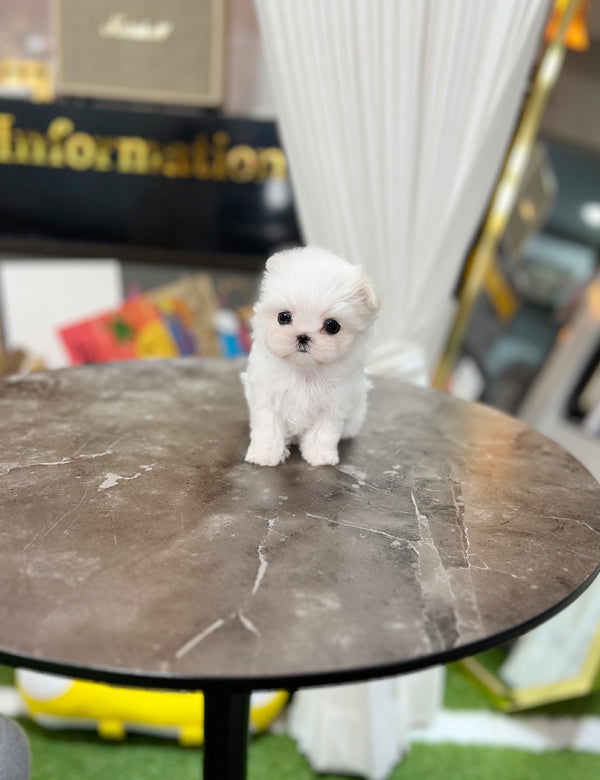 Tea cup Maltese- Gaga - I LOVE DOG MAIN