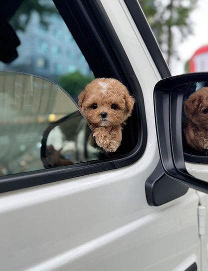 Teacup Maltipoo- Julie