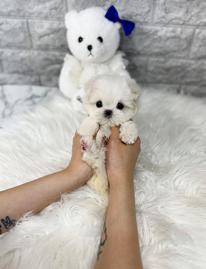 Teacup Maltese- Suga