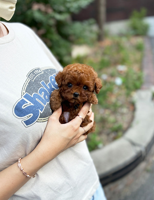 Teacup Redpoodle- momo