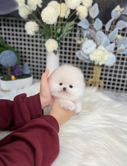 Tea cup Pomeranian-Naron - I LOVE DOG MAIN