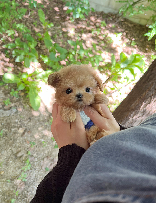 Teacup Maltipoo- Amu - I LOVE DOG MAIN