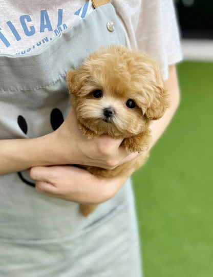 Tea cup Maltipoo-Kua - I LOVE DOG MAIN