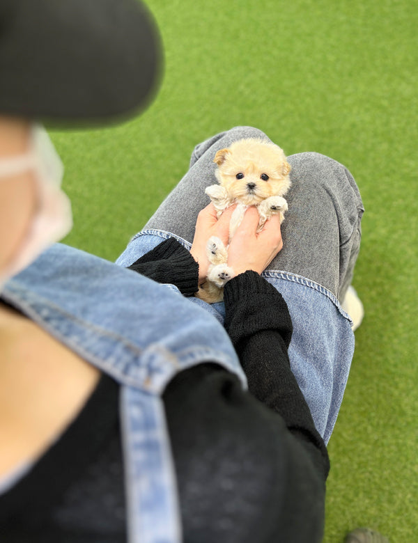 Tea cup maltipoo -Wendy - I LOVE DOG MAIN