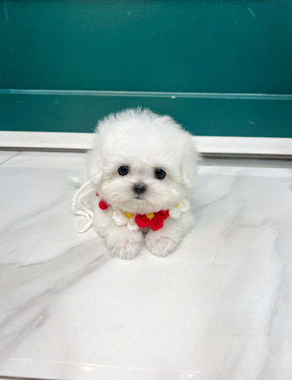 Teacup Bichonfrise -Cozy - I LOVE DOG MAIN