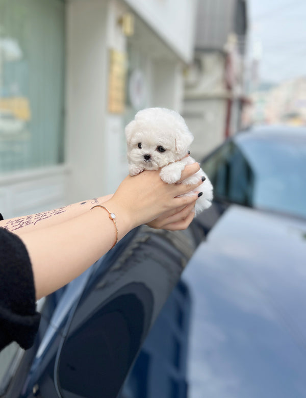 Tea cup Bichonfrise-Cream - I LOVE DOG MAIN