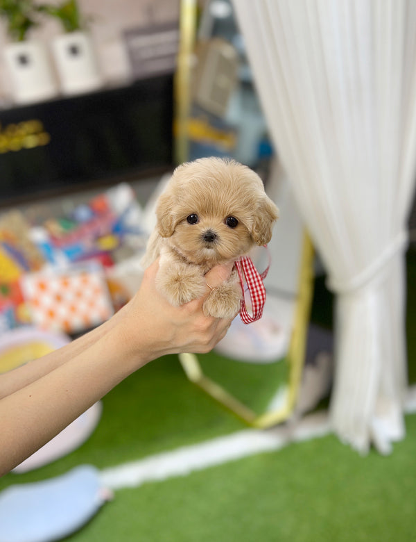 Tea cup Maltipoo- pay - I LOVE DOG MAIN