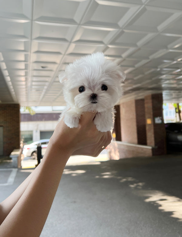 Tea cup Maltese- Ruki - I LOVE DOG MAIN