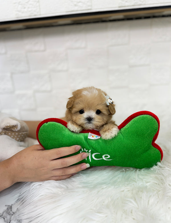 Teacup maltipoo -Wooming