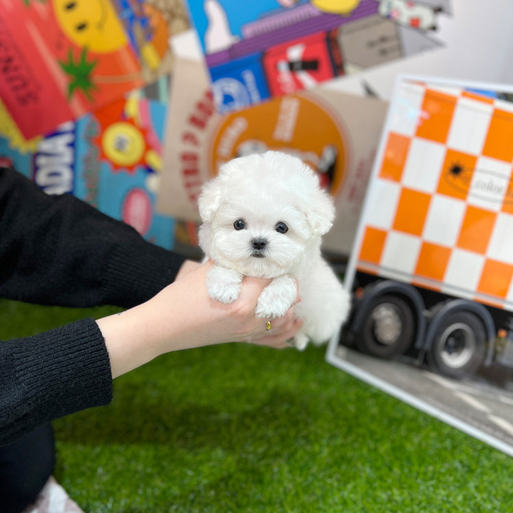 Tea cup Bichonfrise -Tony - I LOVE DOG MAIN