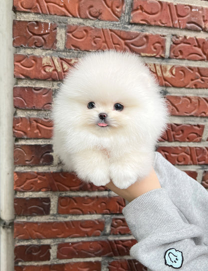 Tea cup Pomeranian- Winter - I LOVE DOG MAIN