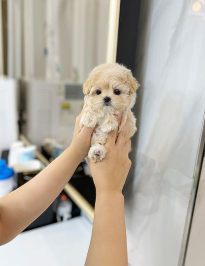 Tea cup Maltipoo-Emma - I LOVE DOG MAIN