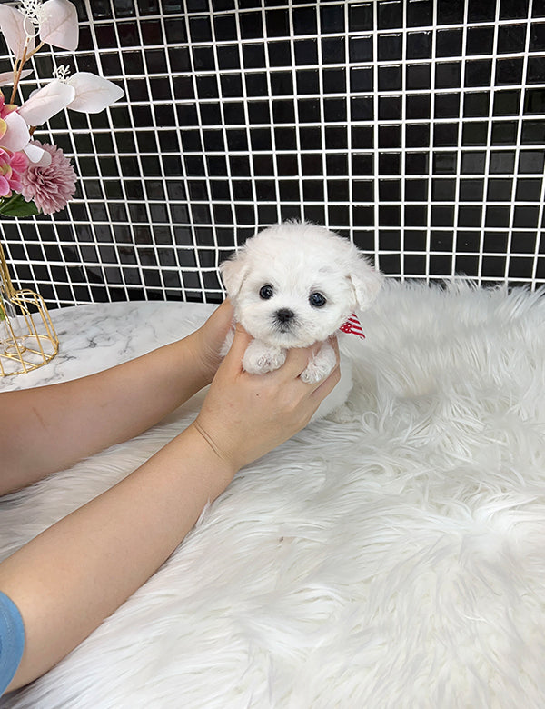 Tea cup Bichonfrise -Milky - I LOVE DOG MAIN