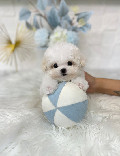 Teacup Bichonfrise -Chico