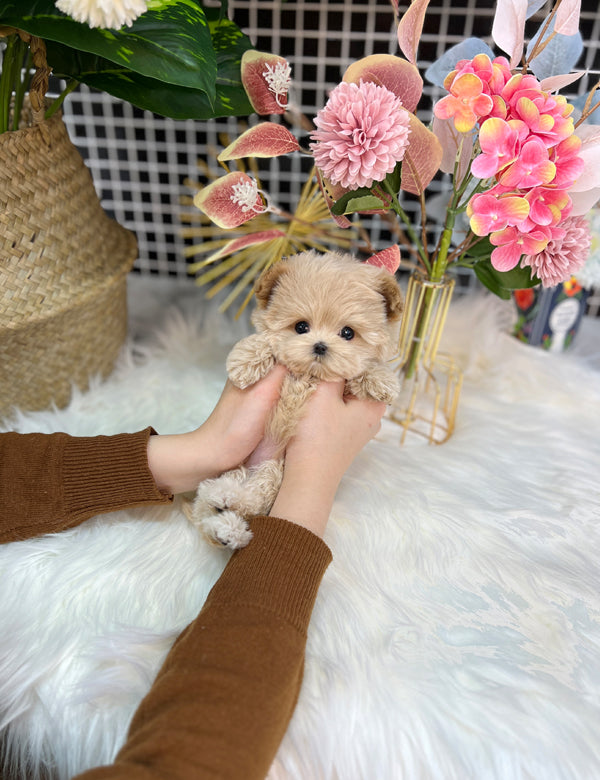 Tea cup Maltipoo-Moara - I LOVE DOG MAIN