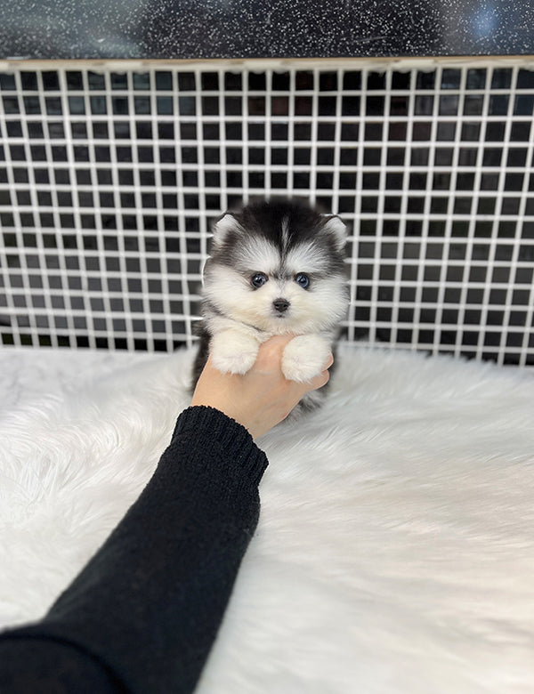 Teacup Pomsky -Shine - I LOVE DOG MAIN