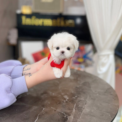 Tea cup Maltese- Yolki - I LOVE DOG MAIN