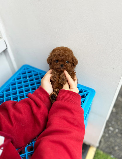 Teacup Redpoodle- Apple - I LOVE DOG MAIN