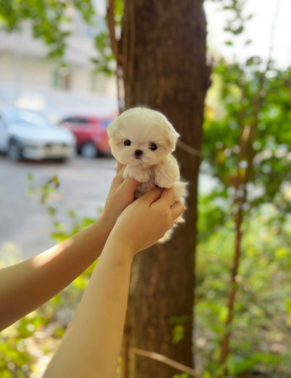 Tea cup Maltese- Rara - I LOVE DOG MAIN