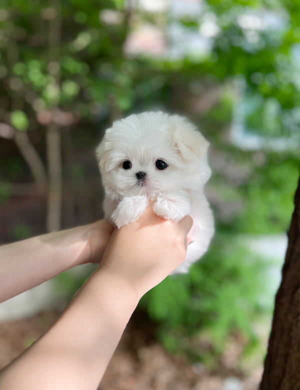 Tea cup Maltese-Zeke - I LOVE DOG MAIN