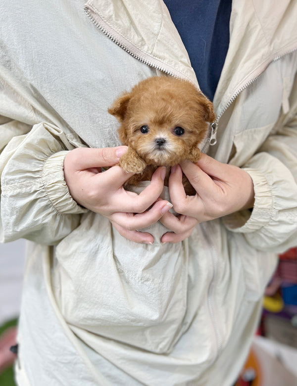 Tea cup Maltipoo-Mizz - I LOVE DOG MAIN