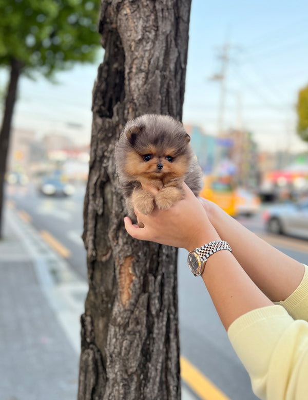 Tea cup Pomeranian- Lilac - I LOVE DOG MAIN