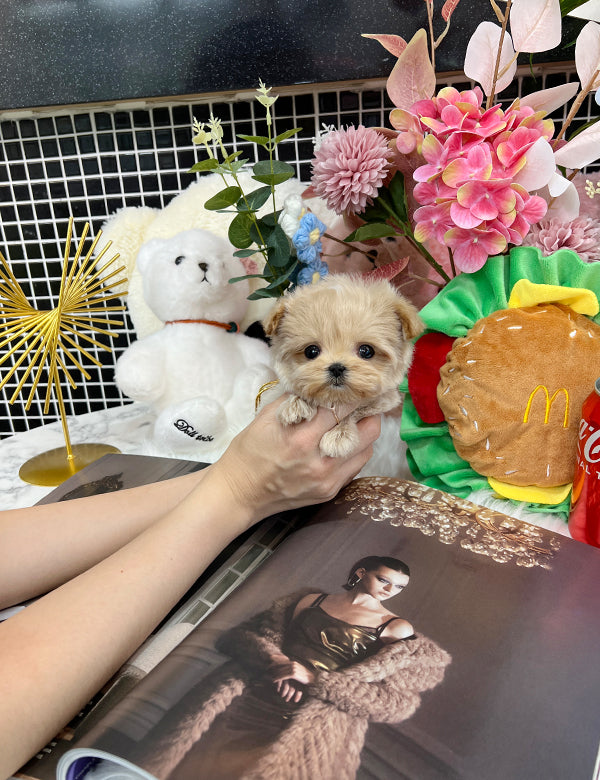 Tea cup maltipoo- pony - I LOVE DOG MAIN