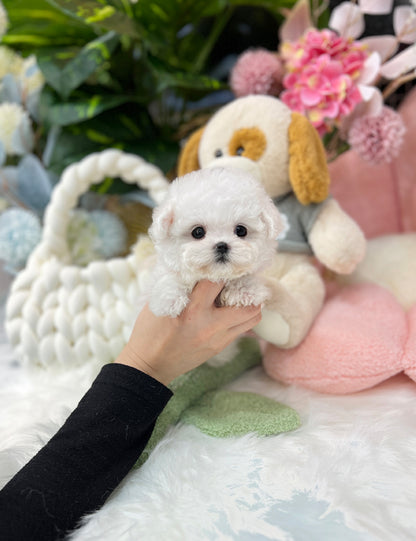 Tea cup Bichonfrise -Zora - I LOVE DOG MAIN