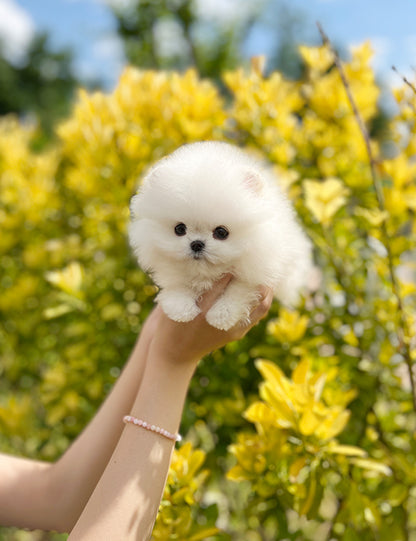 Teacup Pomeranian - Raki - I LOVE DOG MAIN