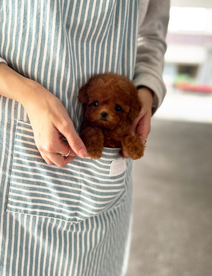 Teacup Redpoodle- Hena - I LOVE DOG MAIN