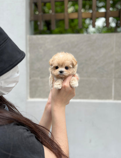 Tea cup Maltipoo- Shark - I LOVE DOG MAIN