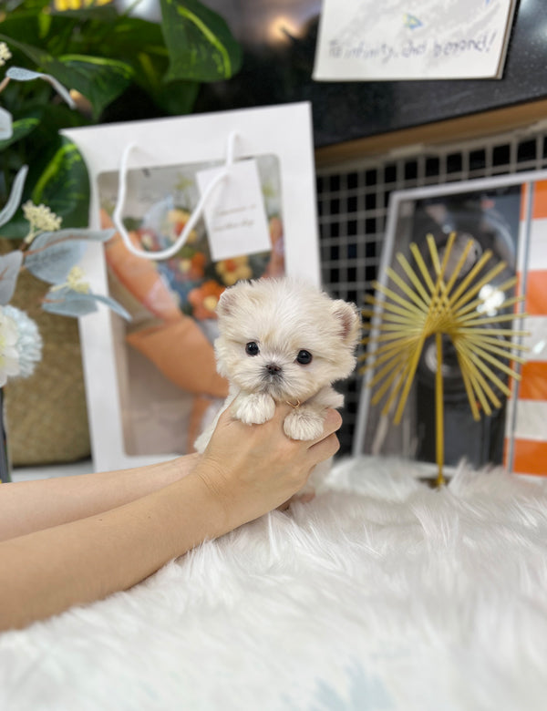 Tea cup maltipoo-Yula - I LOVE DOG MAIN