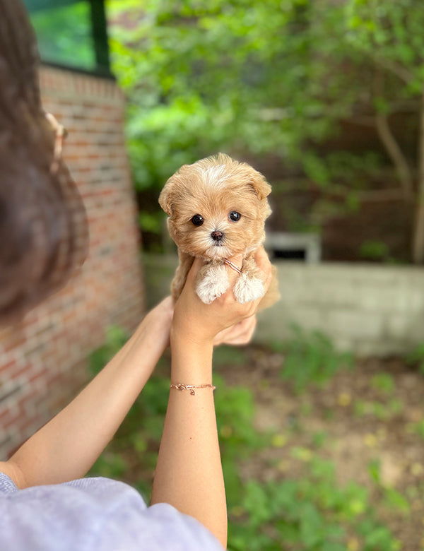 Teacup Maltipoo- Connie