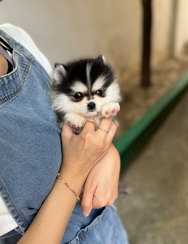 Teacup Pomsky -Sori