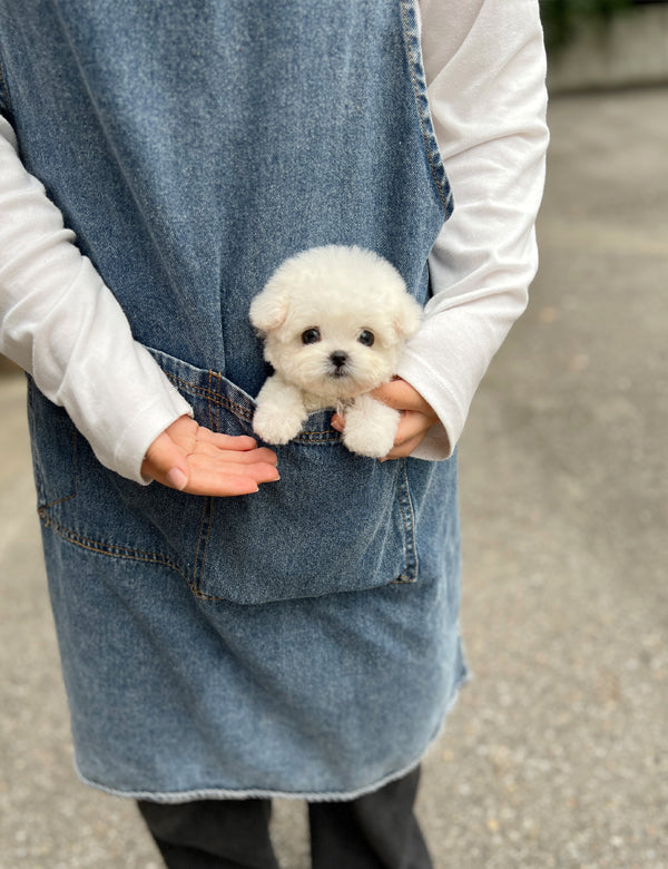 Tea cup Bichonfrise -Riri - I LOVE DOG MAIN