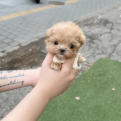 Tea cup Maltipoo- Julie - I LOVE DOG MAIN