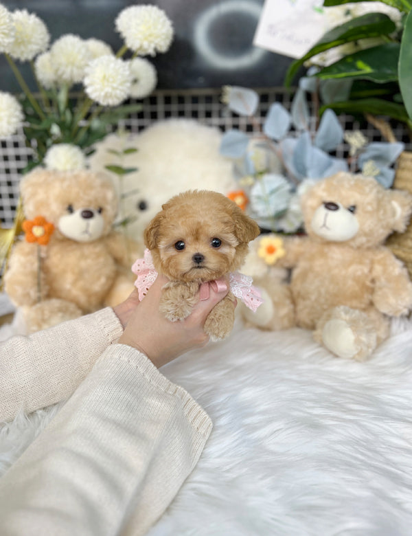 Tea cup maltipoo-Rubi - I LOVE DOG MAIN