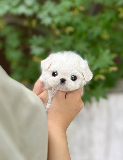 Tea cup Maltese- Maru - I LOVE DOG MAIN