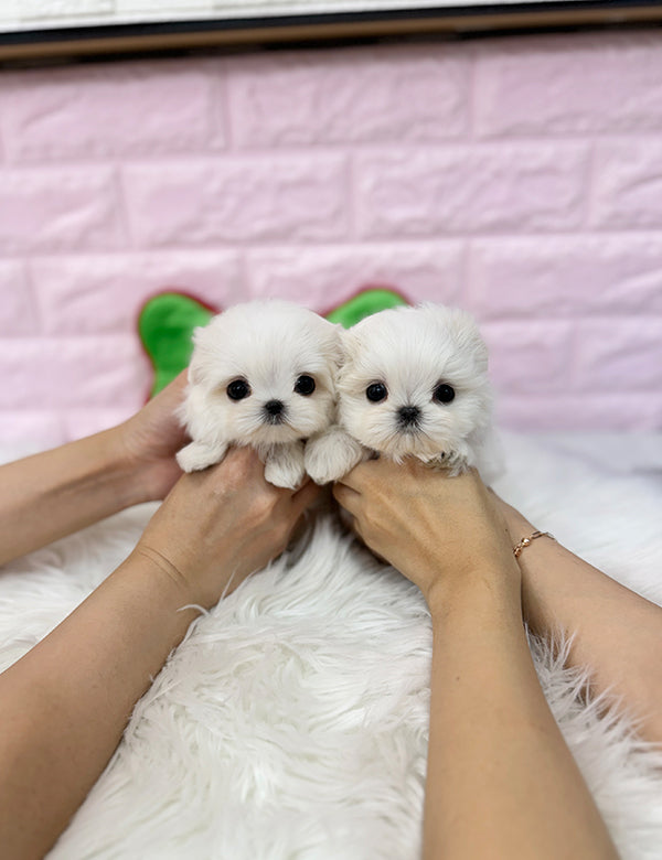 Teacup Maltese -Jeny&Popo