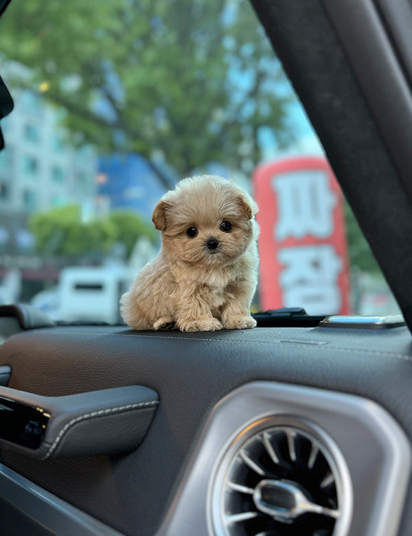 Teacup Maltipoo- sora