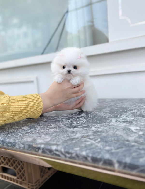 Tea cup Pomeranian-Dasom - I LOVE DOG MAIN