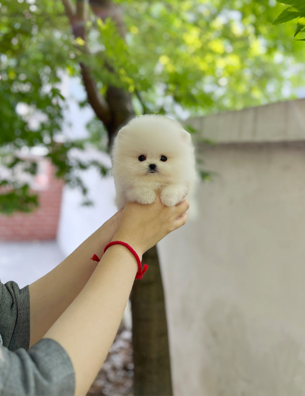 Tea cup Pomeranian-Mochi - I LOVE DOG MAIN