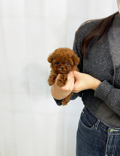 Teacup Redpoodle- Buzz - I LOVE DOG MAIN