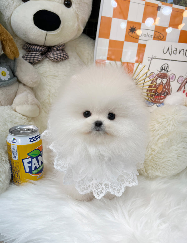 Tea cup pomeranian-Kitty - I LOVE DOG MAIN